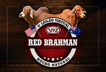 4º LEILÃO VIRTUAL RED BRAHMAN MOCHO NATURAL